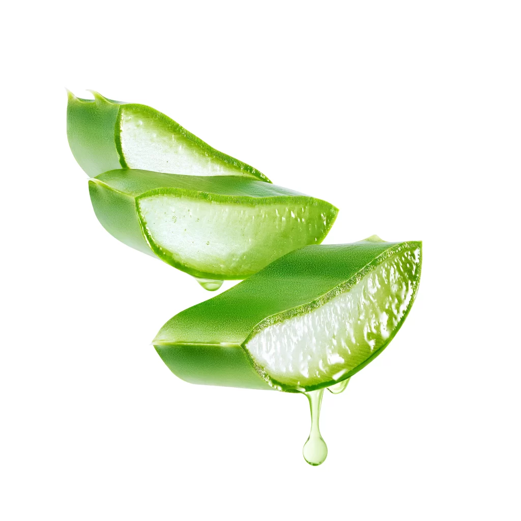 Aloe Vera Slices Gel Droplets Green Leafy