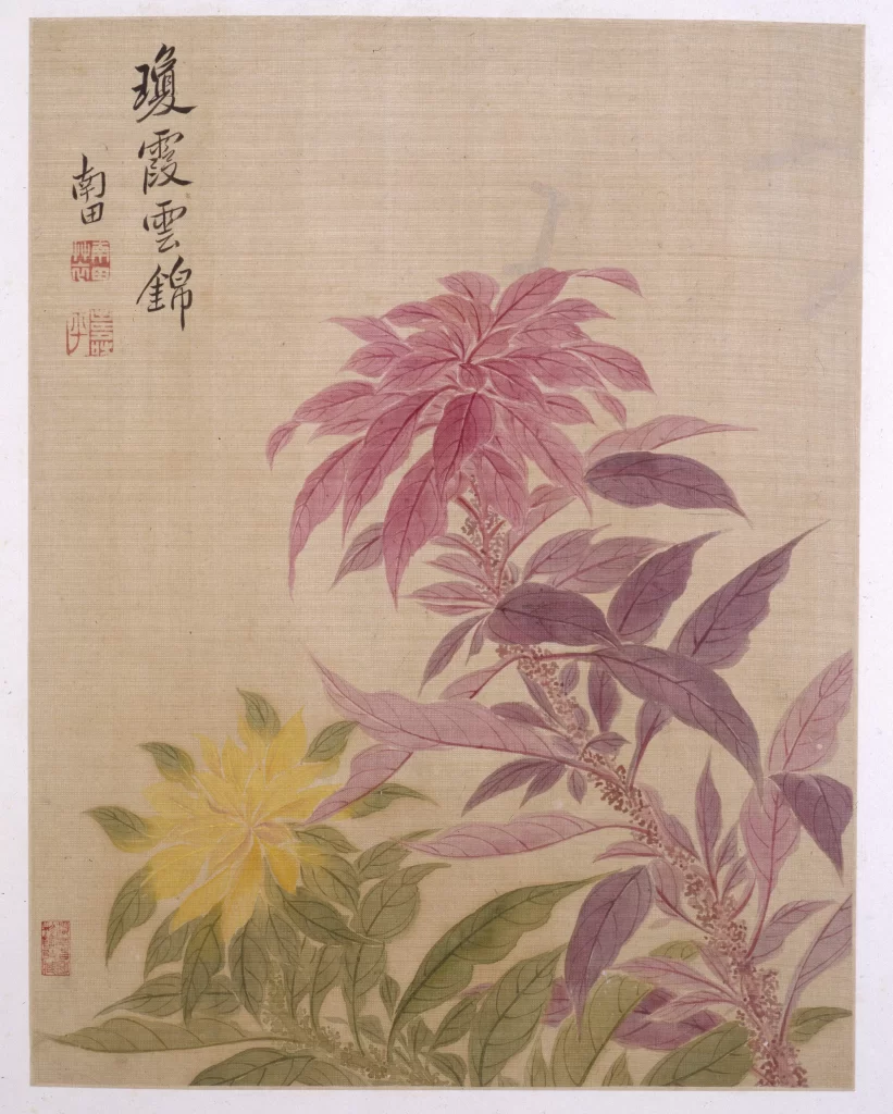 Amaranth Cockspur Yun Shouping