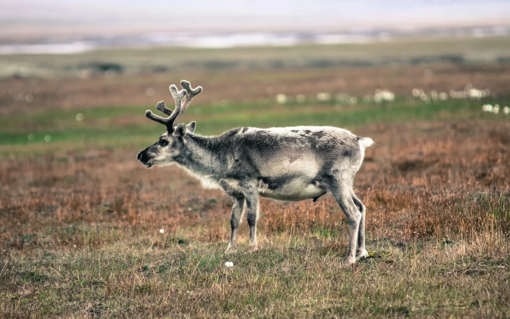 animal reindeer grassland nature wildlife environment