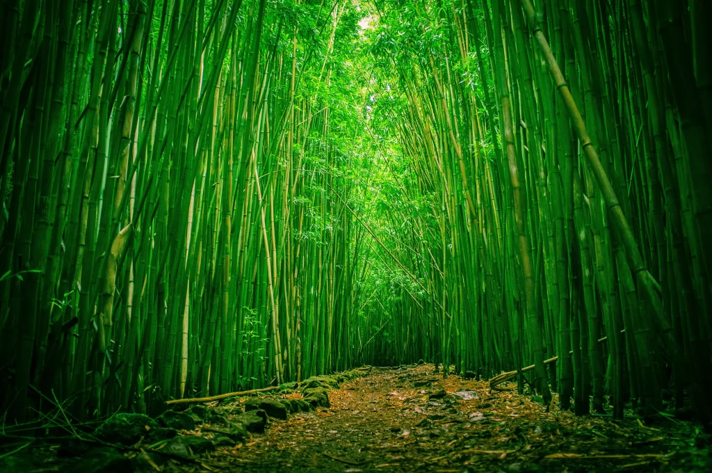bamboo forest green pathway nature serene