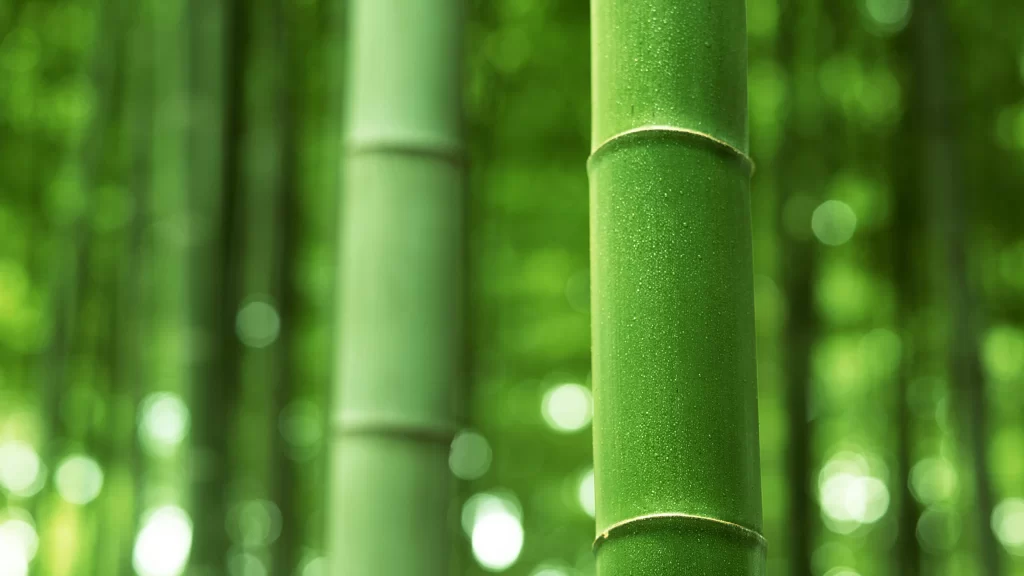 bamboo green forest nature texture sunlight