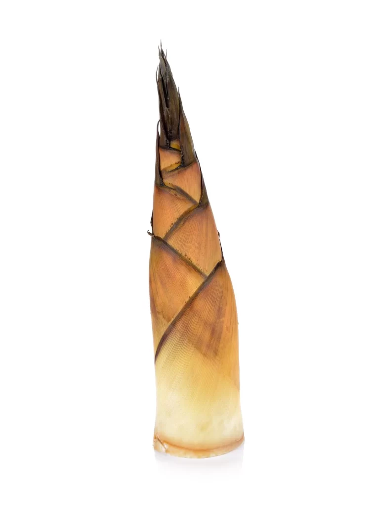 Bamboo Shoot Brown Fresh Tender