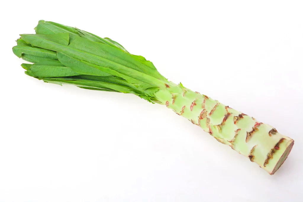 Bamboo Shoot Green Fresh Edible