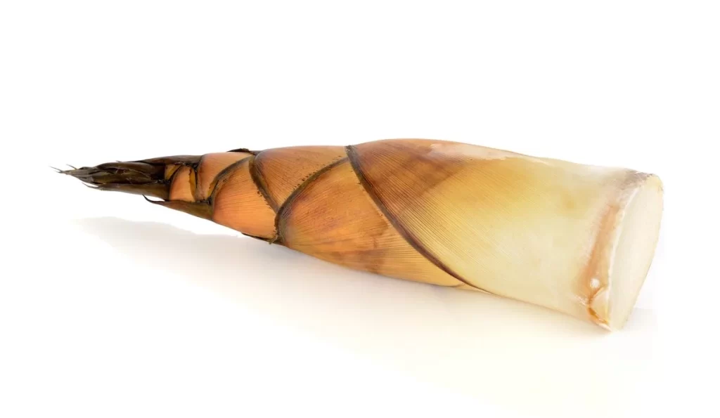 Bamboo Shoot Green Fresh Edible Shoot