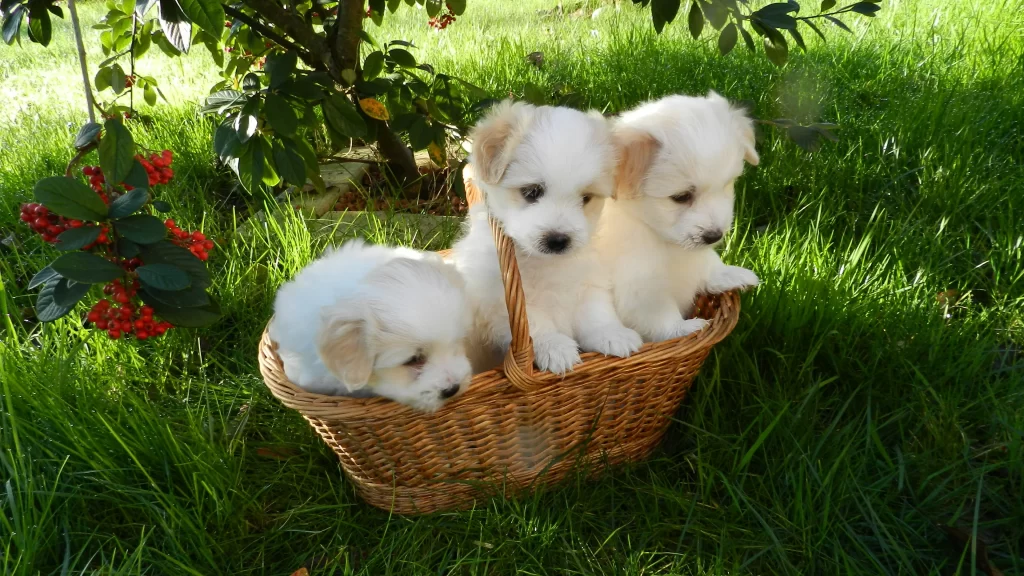 Basket White Puppies Green Grass Tree Berries