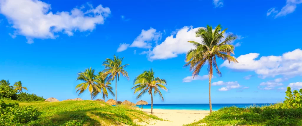 Beach Palm Trees Blue Sky Clouds Ocean Greenery