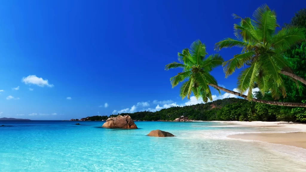 Beach Palm Trees Clear Water Blue Sky White Sand Tropical