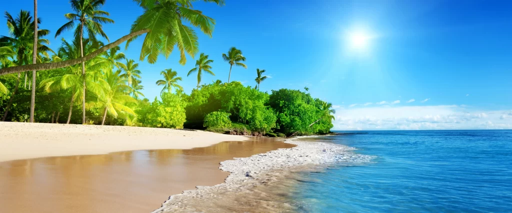 beach palm trees ocean sun clear sky tropical