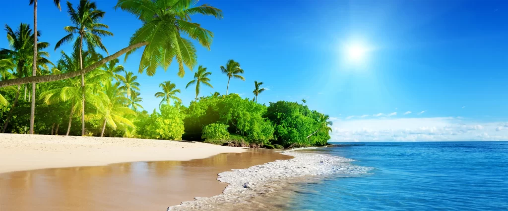 Beach Palm Trees Ocean Sun Clear Sky Tropical