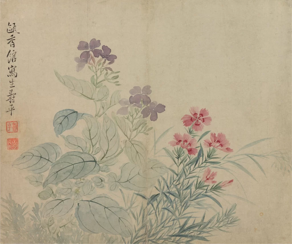 Bean Flower Dianthus Yun Shouping