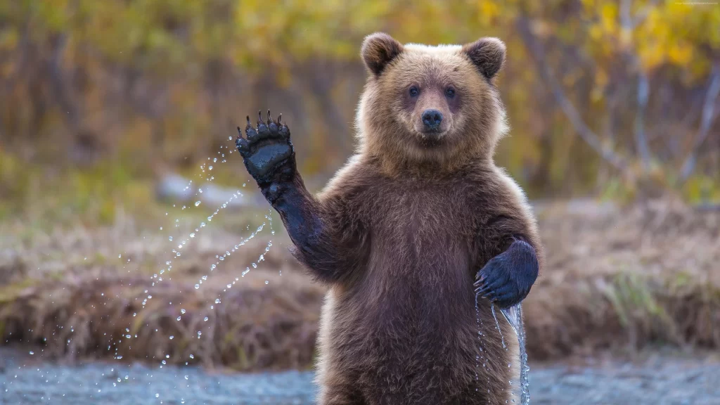 Bear Water Autumn Nature Wet Paw
