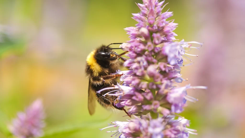 Bee Purple Flower Nature Pollination Greenery