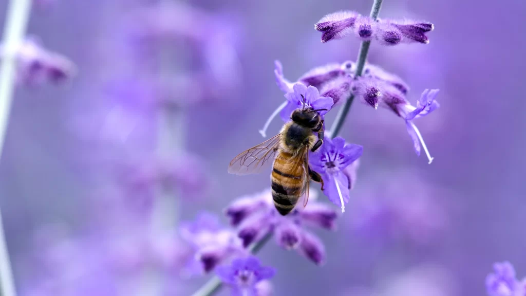 Bees Purple Flowers Nature Pollination
