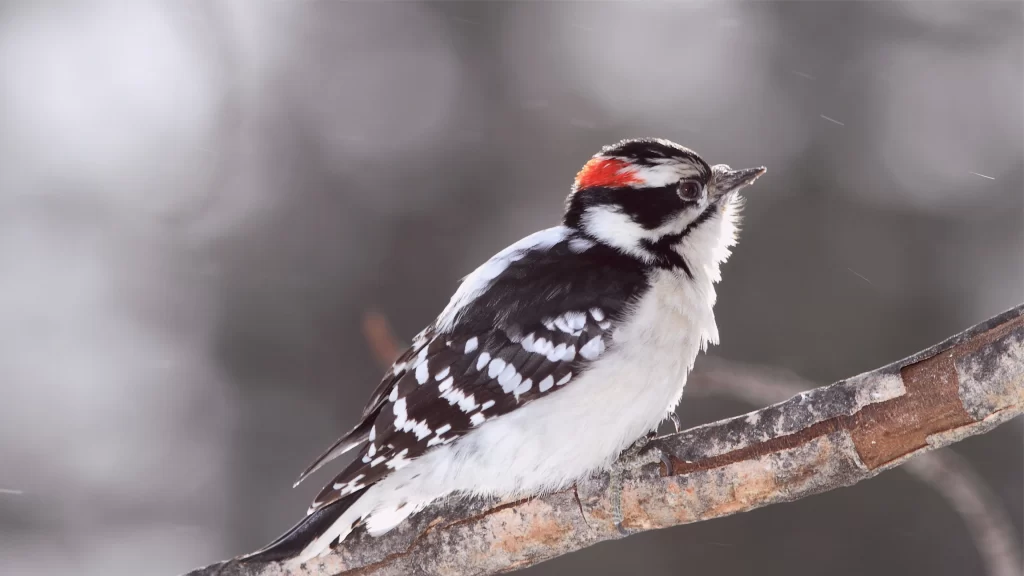 Bird Black White Red Feather Nature