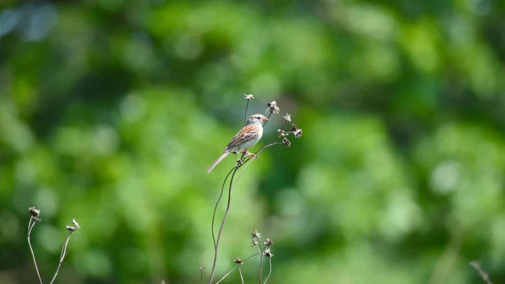 Bird Branch Nature Greenery Wildflowers