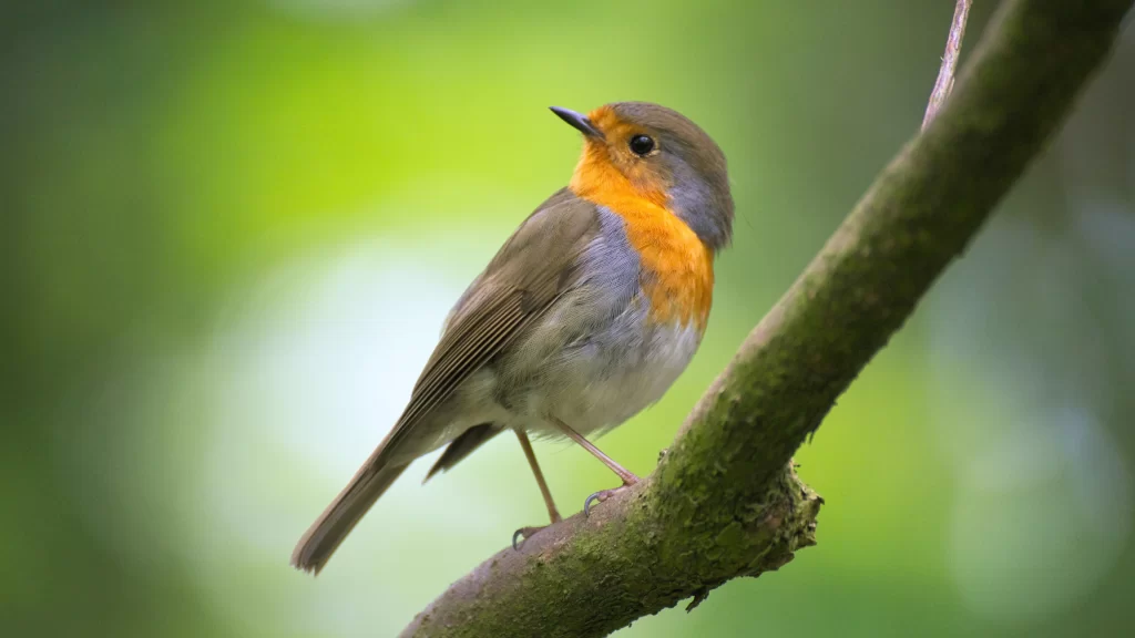 Bird Branch Nature Greenery Wildlife