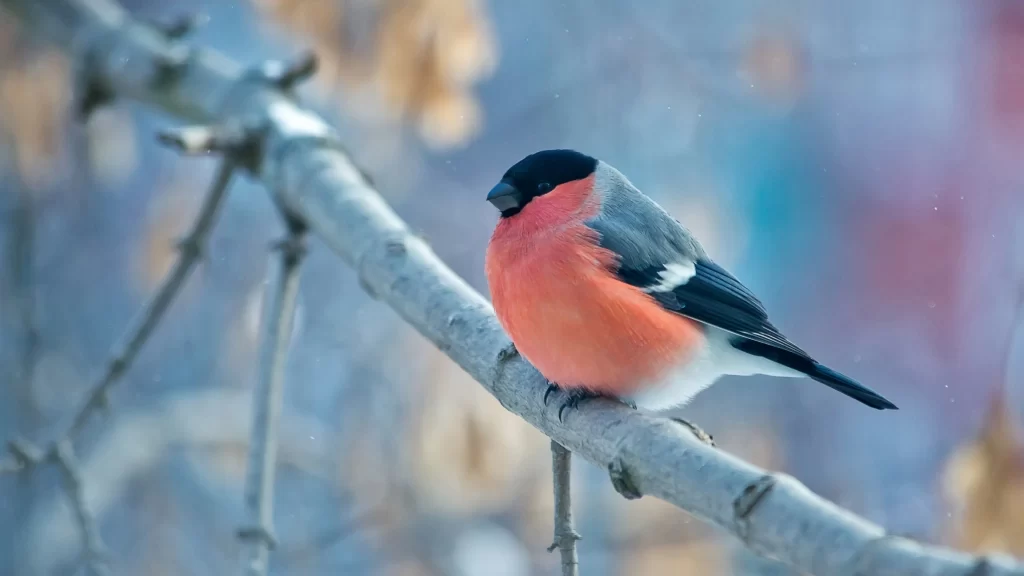 Bird Branch Winter Colorful Snow