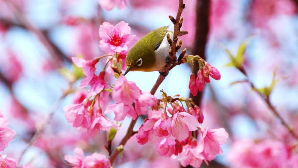 bird cherry blossoms branch spring nature pink