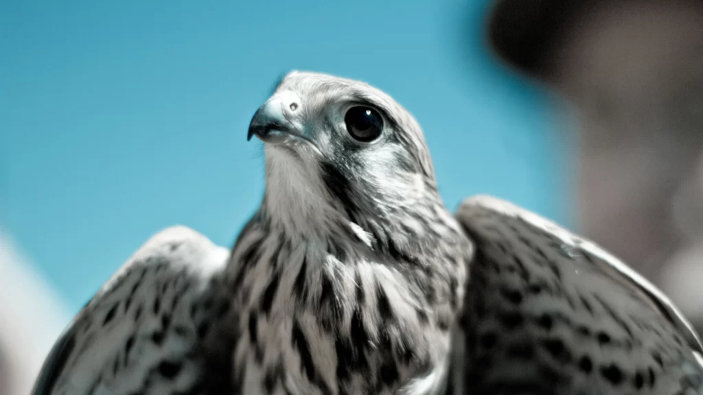 Bird Feathers Blue Sky Focus Nature