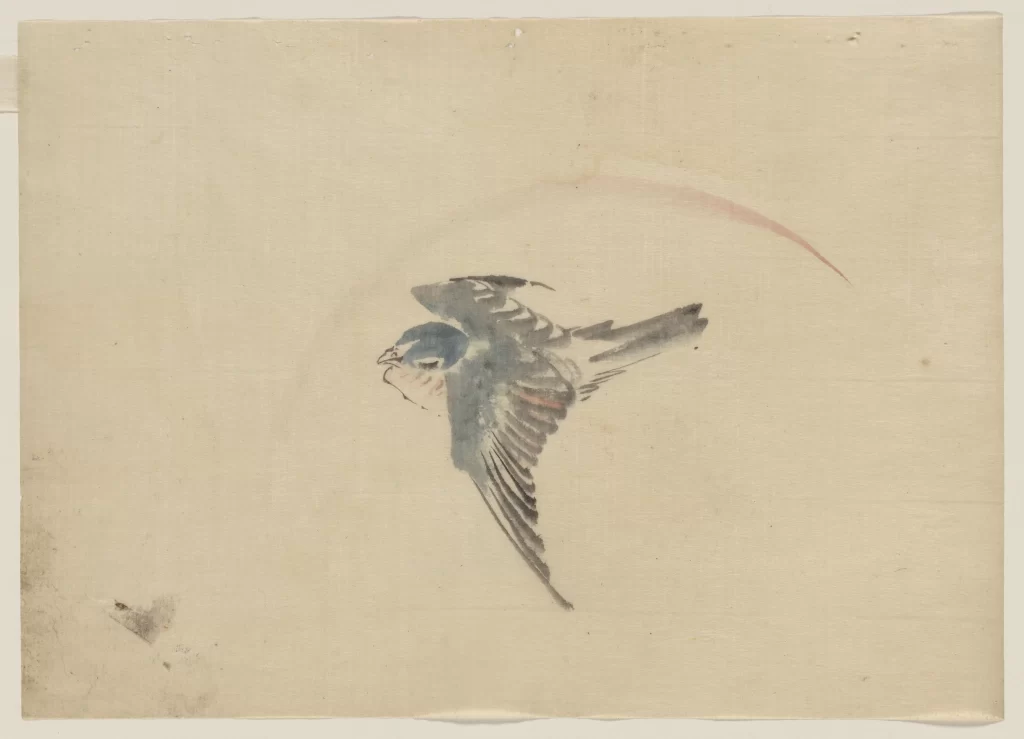 Bird Flight Blue White Red Swallow