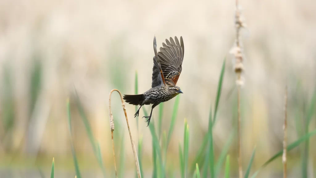 Bird Flight Nature Grassland Wildlife