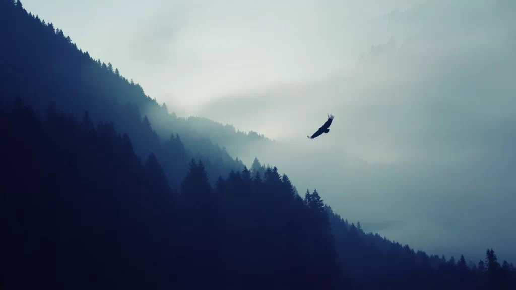 bird mountain forest mist sunlight silhouette