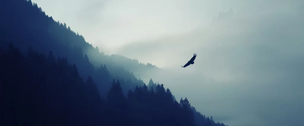 Bird Mountain Forest Mist Tranquil Nature