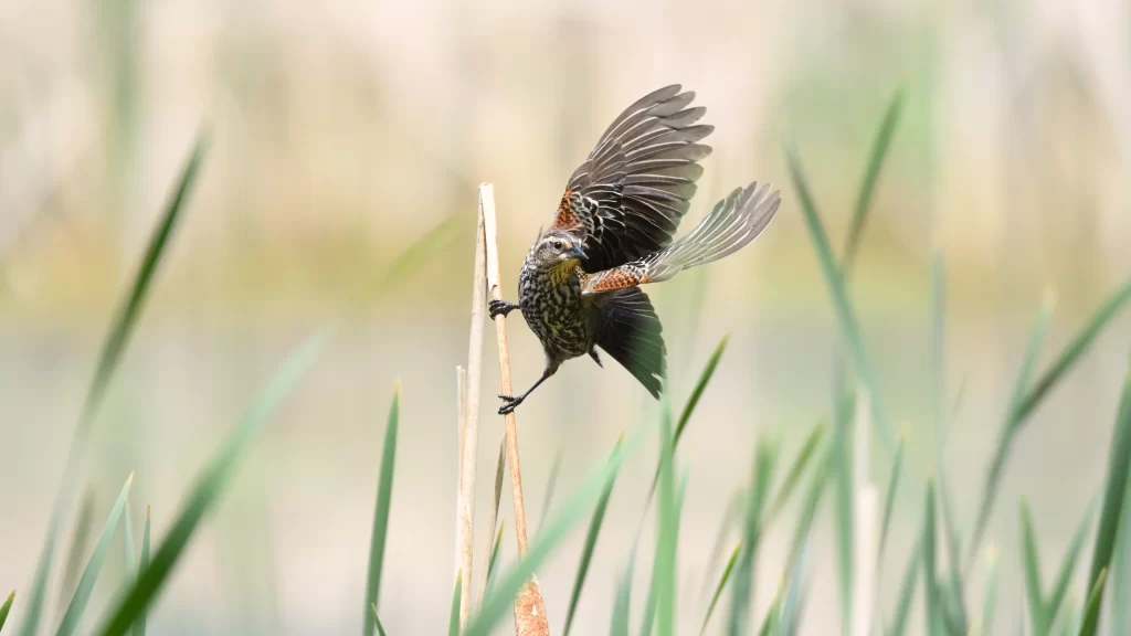 Bird Nature Wildlife Wetland Grassland
