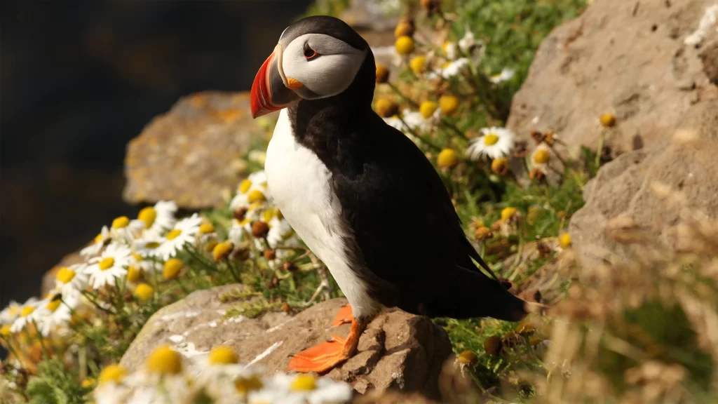 Bird Rocky Shoreline Flowers Sunlight Nature