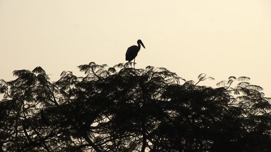 bird tree silhouette nature sky