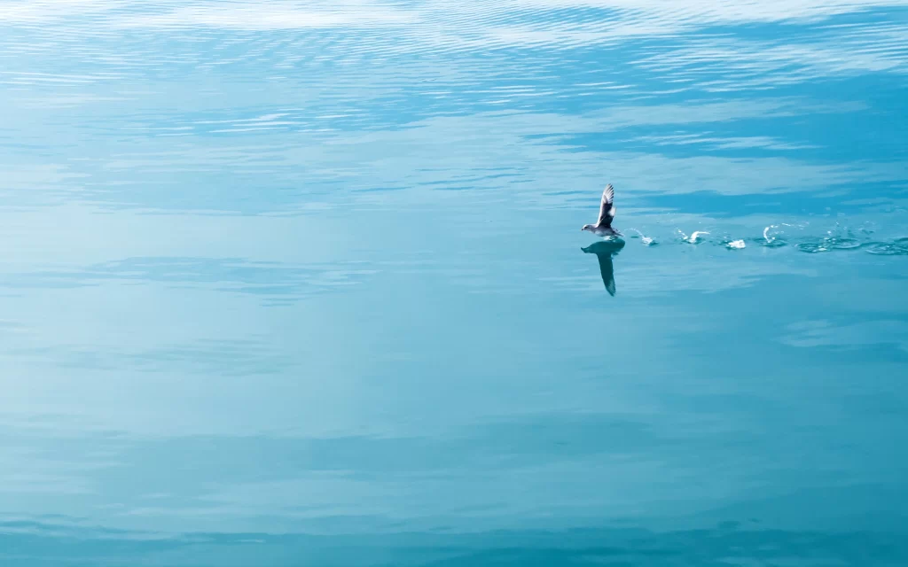 bird water reflection blue sky calm