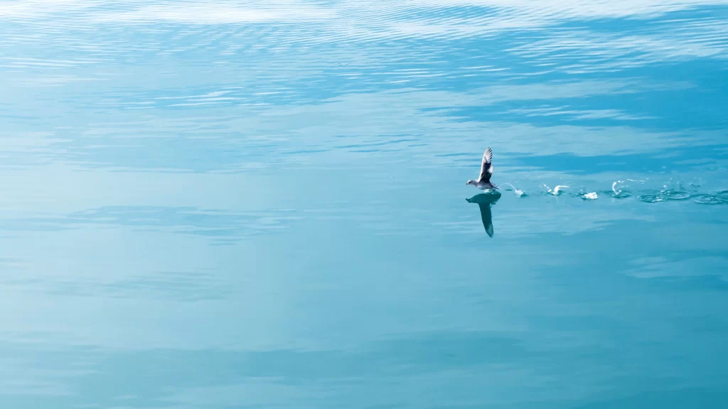 bird water reflection calm blue