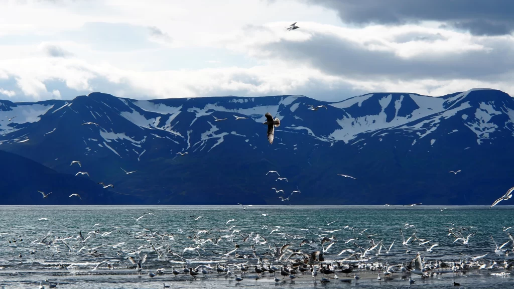 birds mountains water sky clouds snow