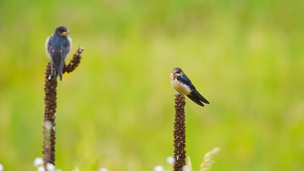 Birds Nature Perch Greenery Field