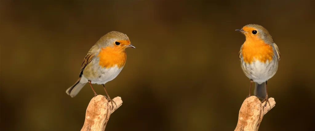 birds perch orange chest brown background