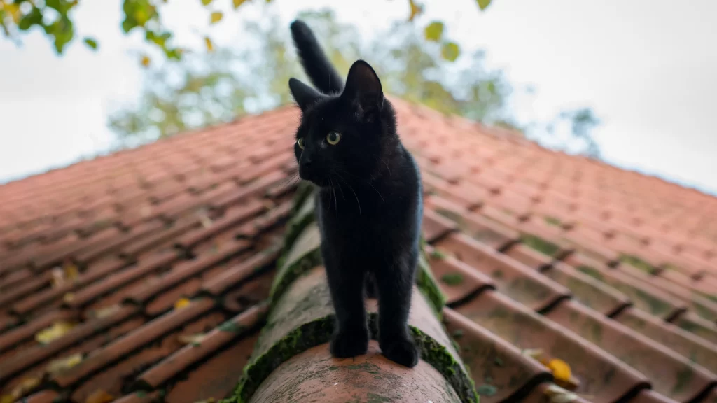 Black Cat Roof Moss