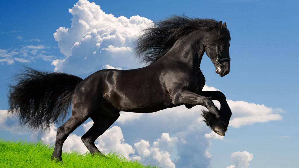 Black Horse Gallop Grass Field Blue Sky White Clouds
