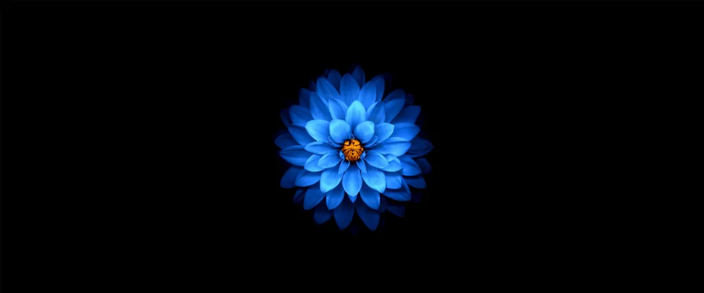 Blue Flower Vibrant Contrast Dark Background Petals Center