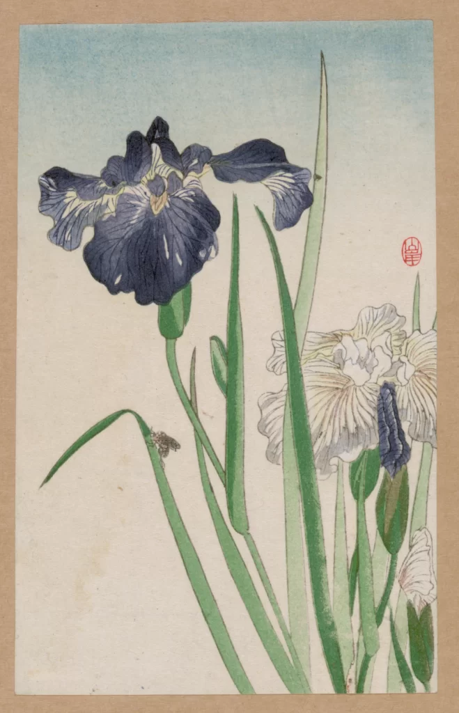 Blue Flower White Flower Green Leaves Traditional Art Botanical Illustration Japanese Style