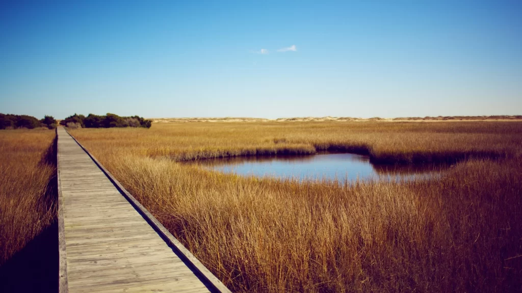 boardwalk marsh grass water sky