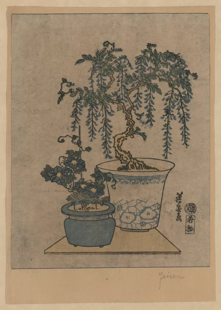 Bonsai Blue Green Traditional Japanese Art Nature