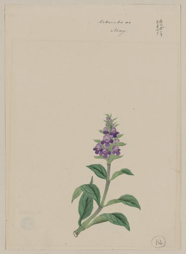 Botanical Illustration Purple Flowers Green Leaves Traditional Style