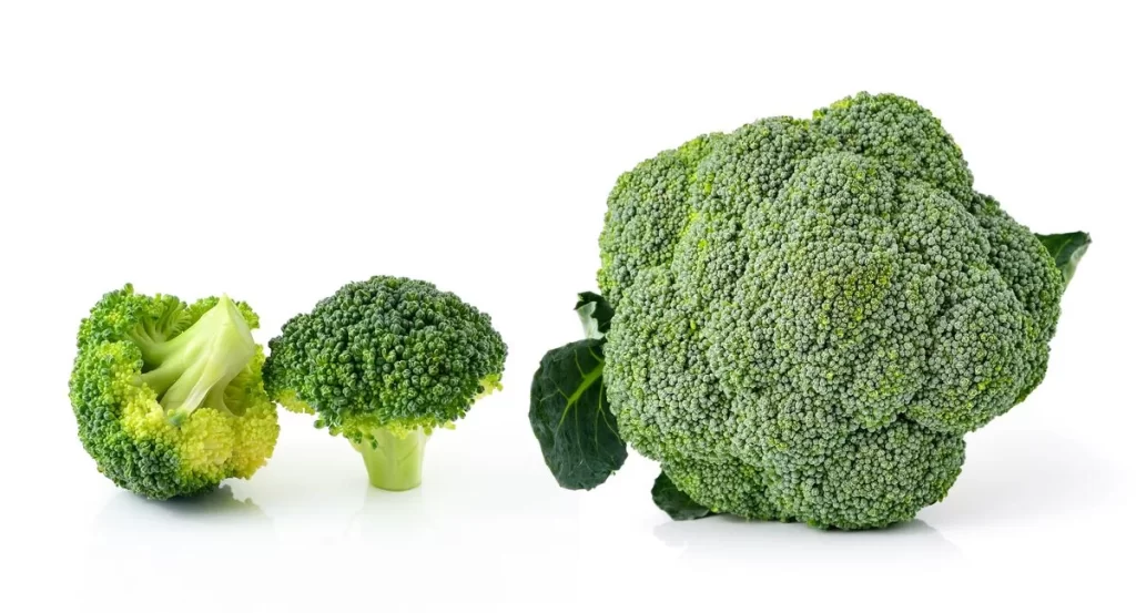 Broccoli Green Florets Firm Crunchy