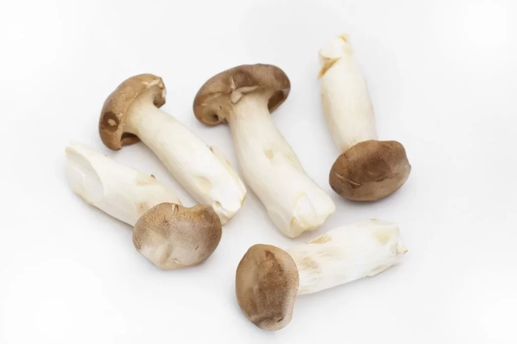Brown King Oyster Mushroom Long Stem Cap