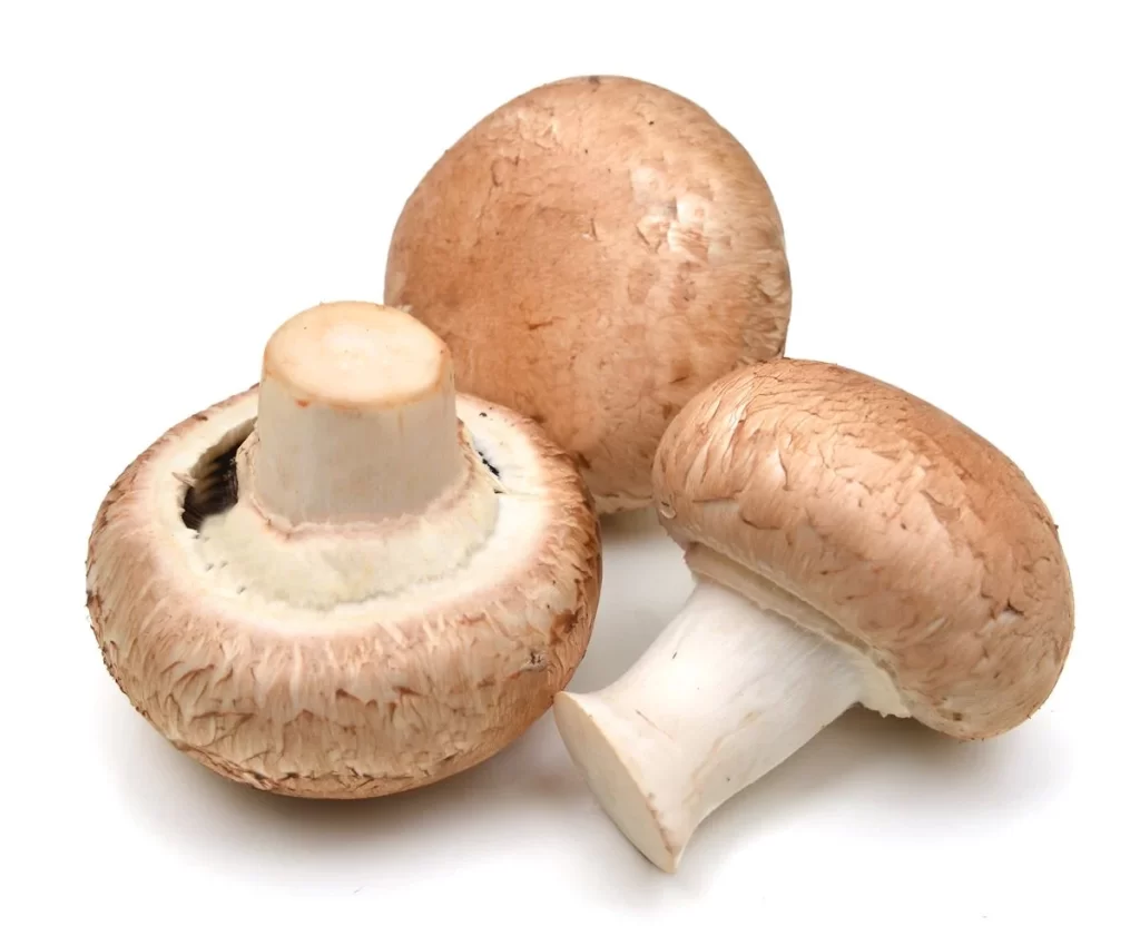 Brown Mushroom Cap Stem Cracked