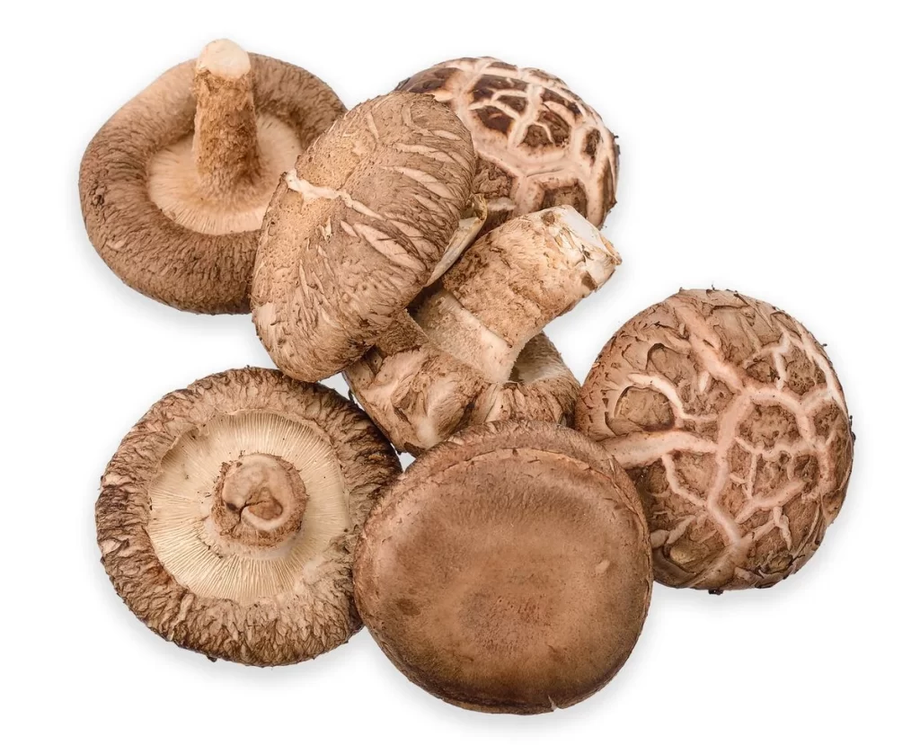 Brown Mushroom Patterned Cap