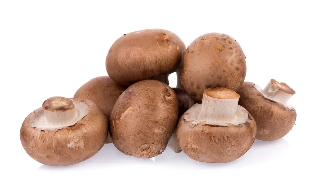 Brown Mushroom Smooth Cap White Stem