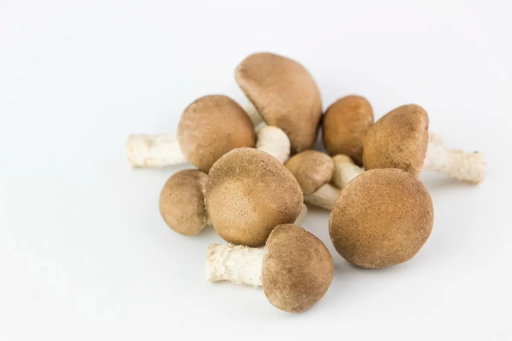 Brown Mushroom White Stem Fuzzy Cap