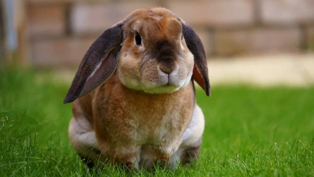 Brown Rabbit Green Grass Brick Wall