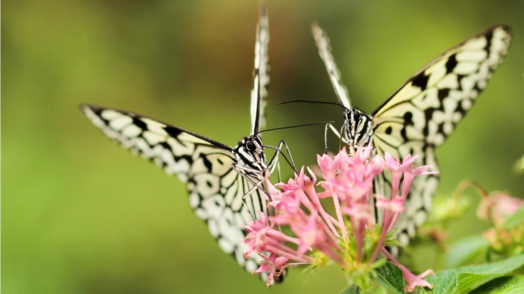 Butterflies Pink Flowers Greenery Nature Beauty